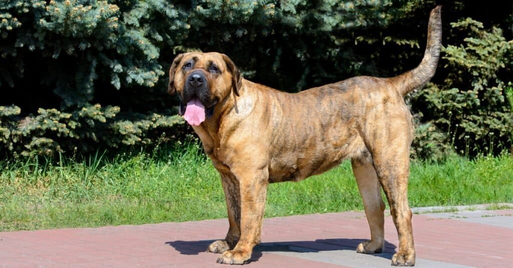 Perro De Presa Canarios nel parco cittadino.