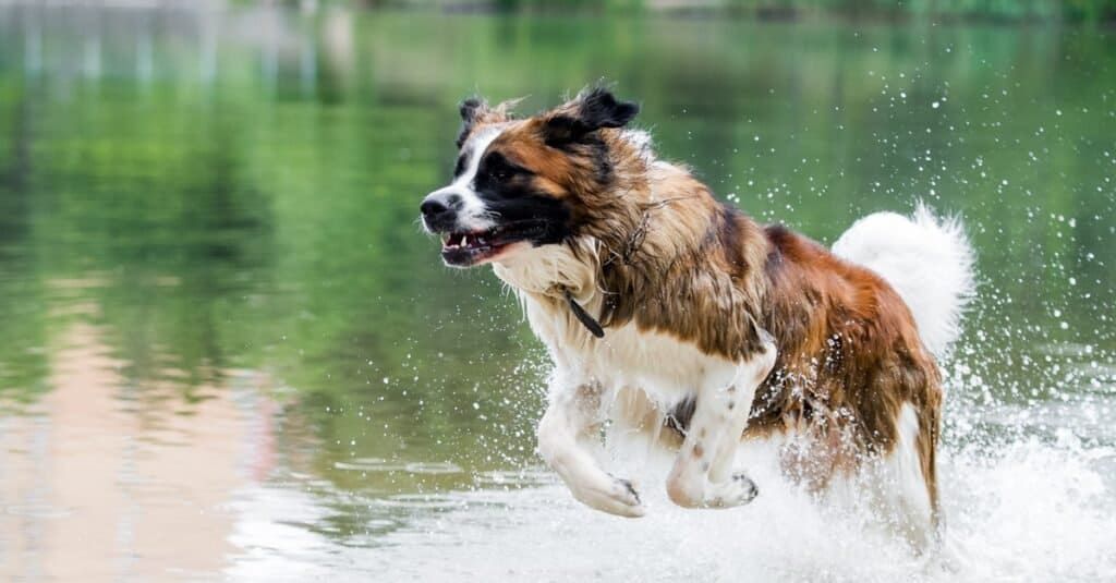 Cane da guardia di Mosca che gioca nel fiume.