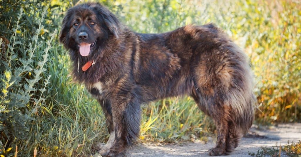 Russian Bear Dog in piedi fuori nel campo.