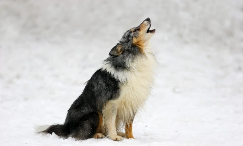 perchè i cani ululano