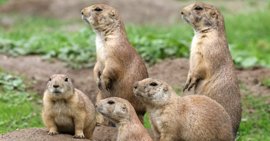 Famiglia curiosa di cani della prateria in allerta.