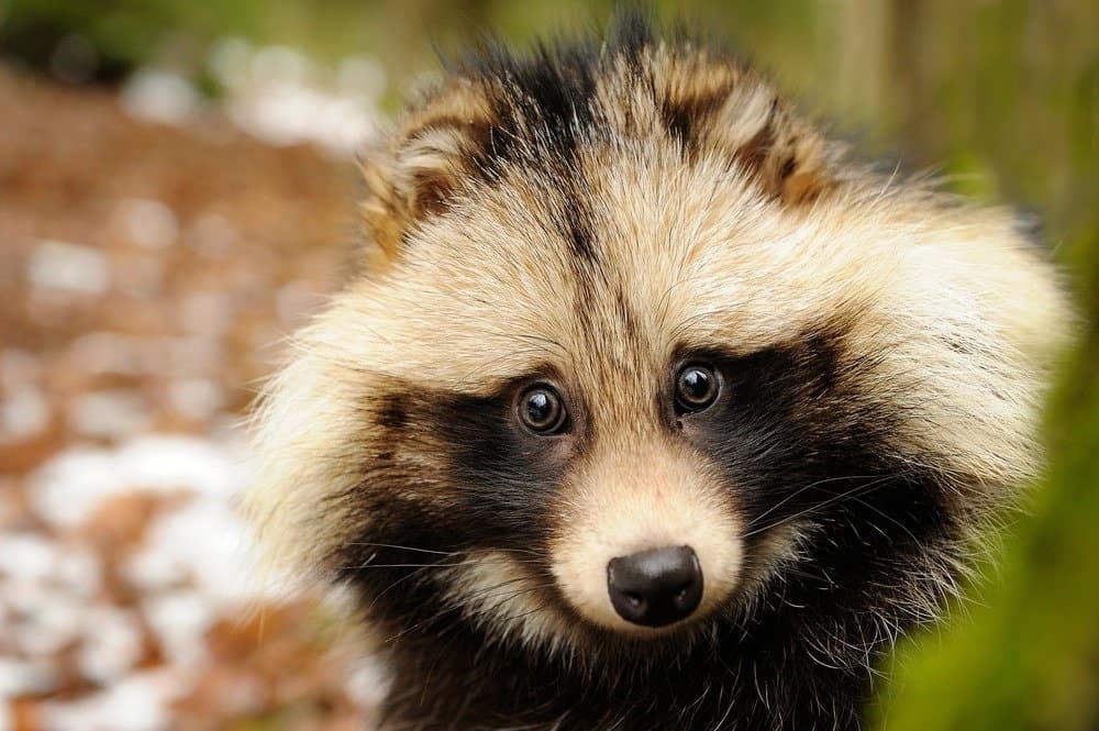 Ritratto del primo piano sveglio del cane procione nella foresta d'inverno
