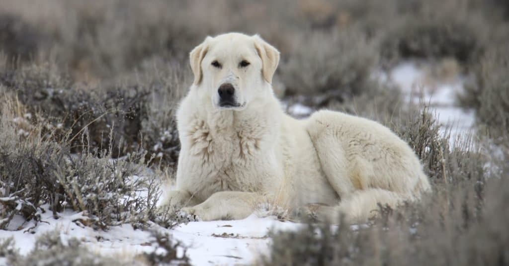 Kuvasz riposa nella neve in inverno.