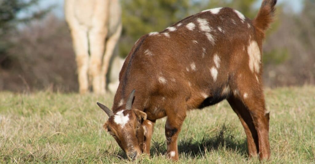 Marrone LaMancha Capra che mangia erba in un pascolo.