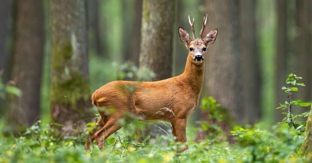 Capriolo, Capreolus capreolus, in piedi in mezzo al bosco.