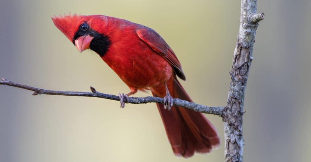 Cardinale settentrionale su un ramo