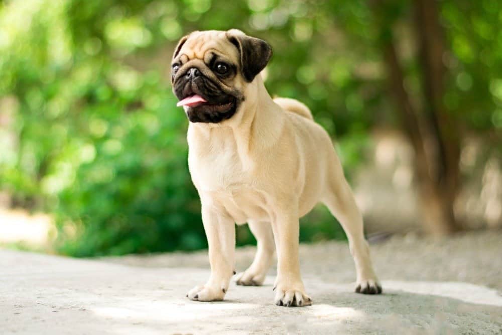 Ritratto di bel cane maschio Pug.
