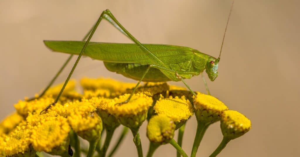 Cosa mangiano i Katydids?