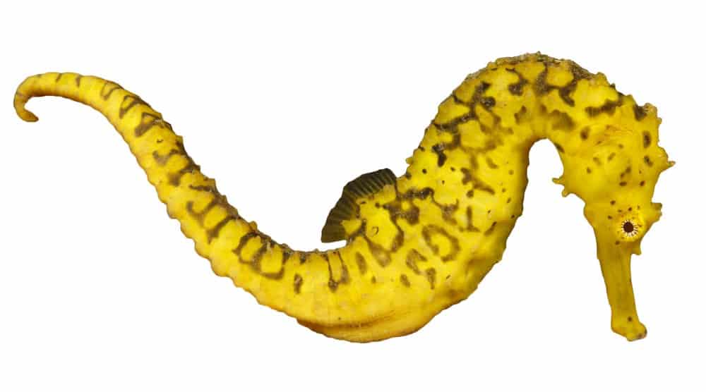 Cavalluccio marino (Hippocampus) - su sfondo bianco