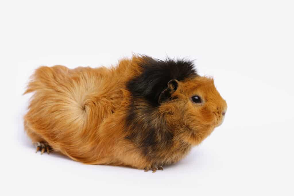 Cavia abissina su sfondo bianco