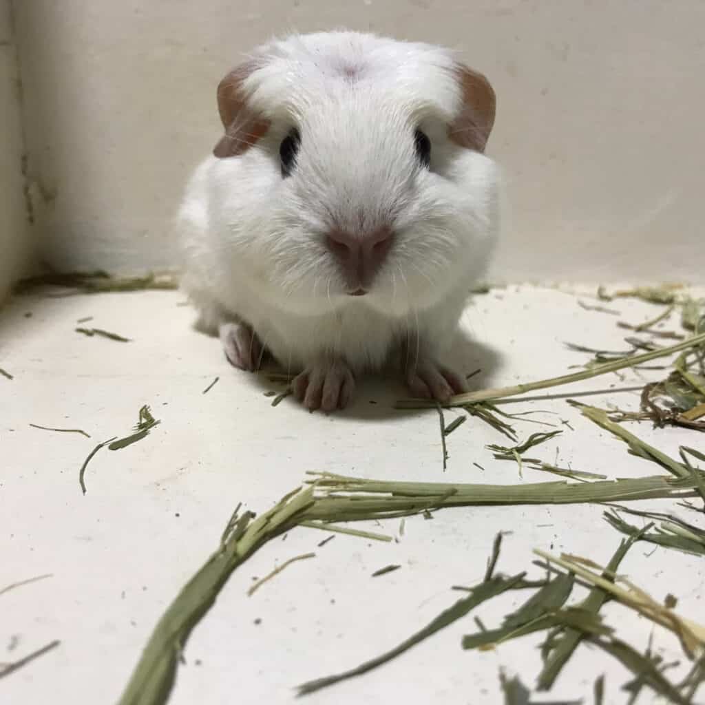 Cavia crestata inglese