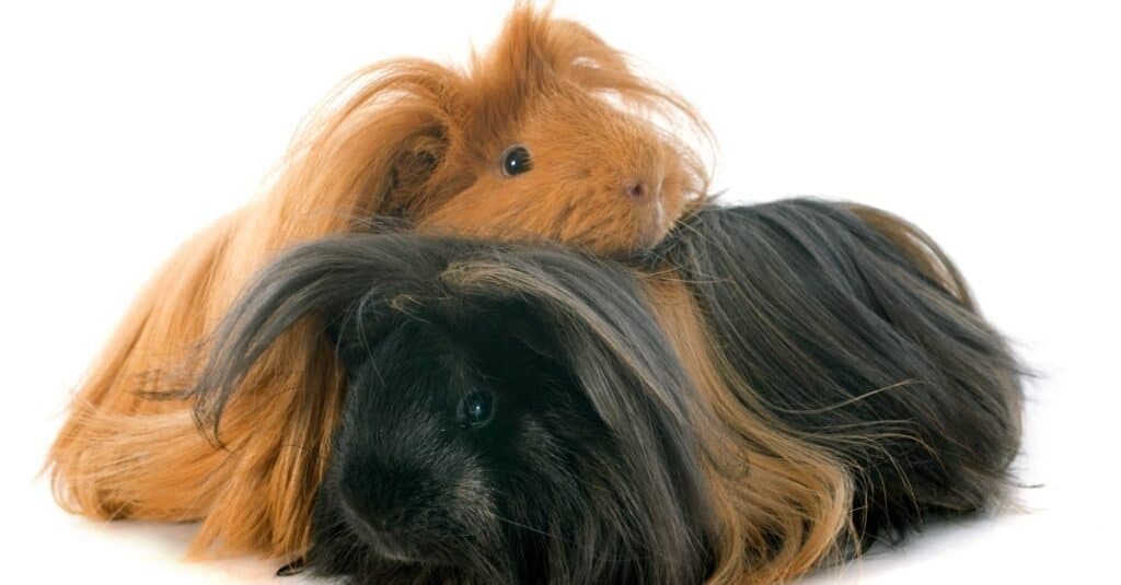 capelli vs pelliccia