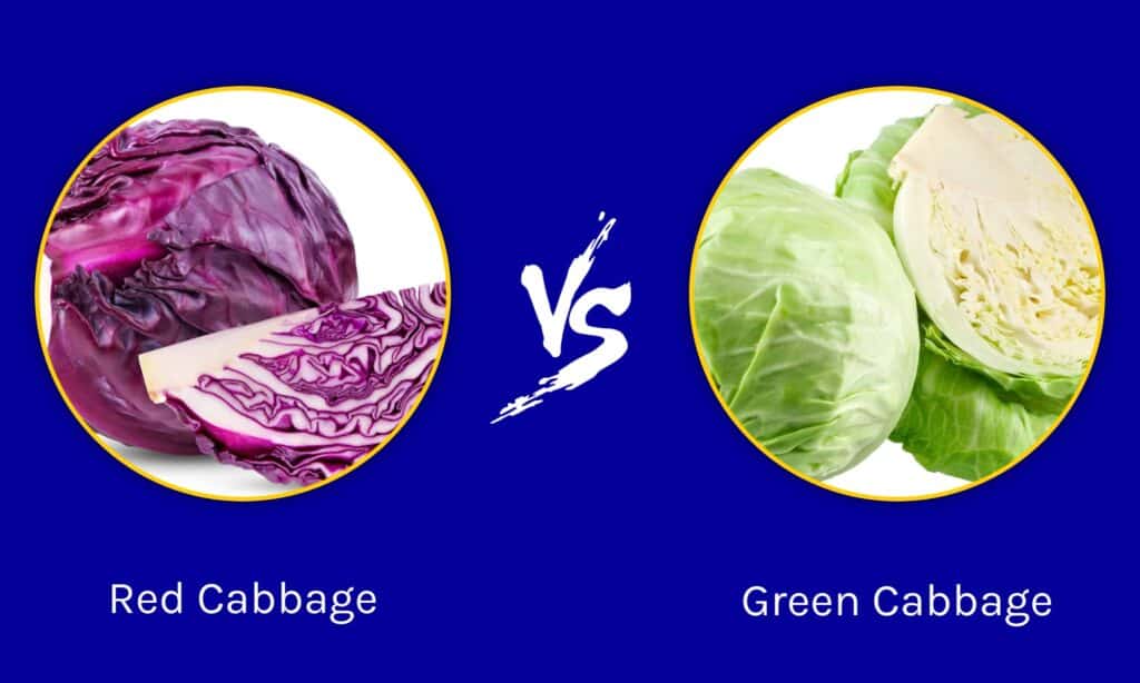 Cavolo rosso vs cavolo verde