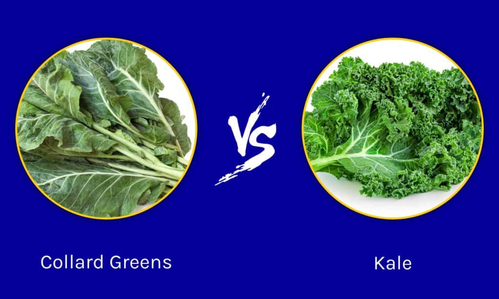 Cavolo cappuccio vs Kale