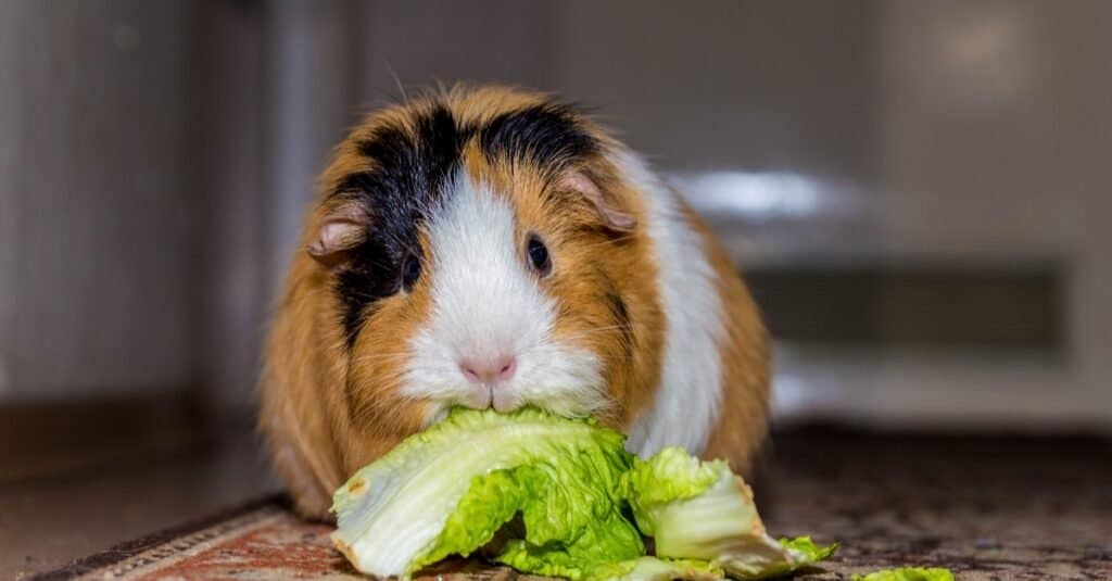 Fotogramma centrale: cavia tricolore, corpo marrone chiaro e bianco con macchia nera sopra l'occhio destro, fotogramma a sinistra.  La cavia sta mangiando la lattuga che c'è dentro.  La scena è al chiuso su un tappeto a motivi geometrici o un corridore del corridoio che è per lo più rosso e oro. 