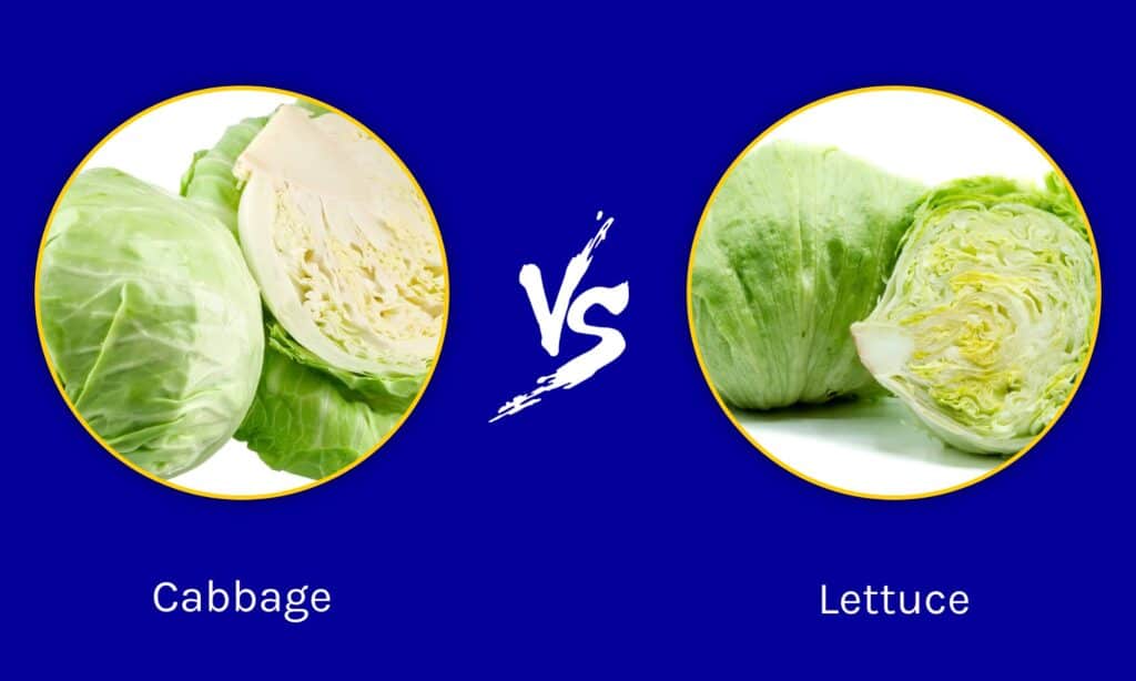 Cavolo vs Lattuga