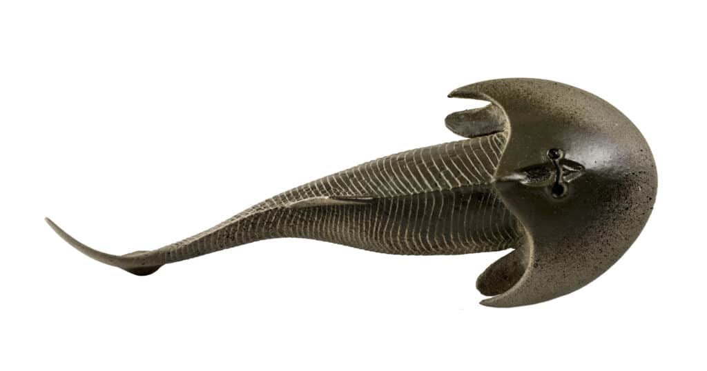 Cefalaspi