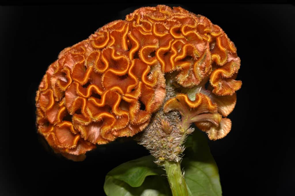 Cresta di gallo crestata, Celosia