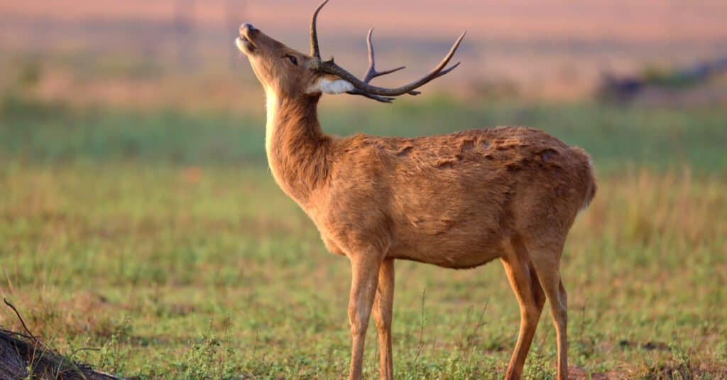 Il cervo più grande - Barasingha