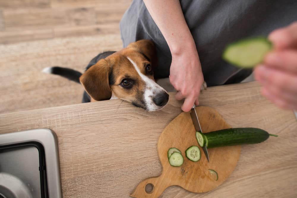 I cetrioli sono una sana delizia per animali domestici