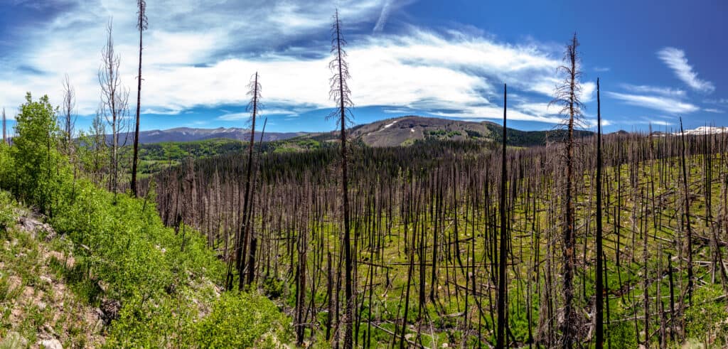 danni causati dall'incendio del West Fork Complex, uno dei più grandi incendi nella storia del Colorado