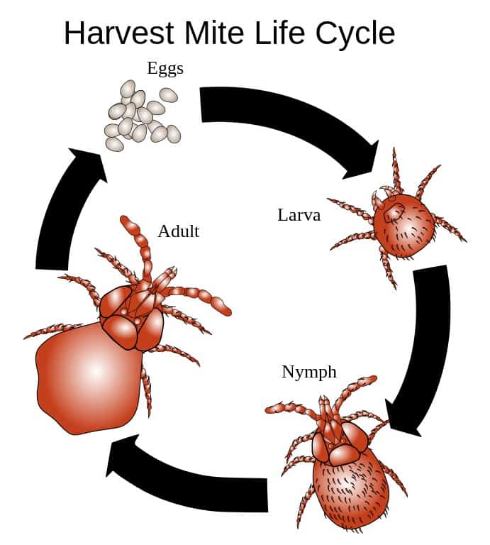 Ciclo di raccolta degli acari
