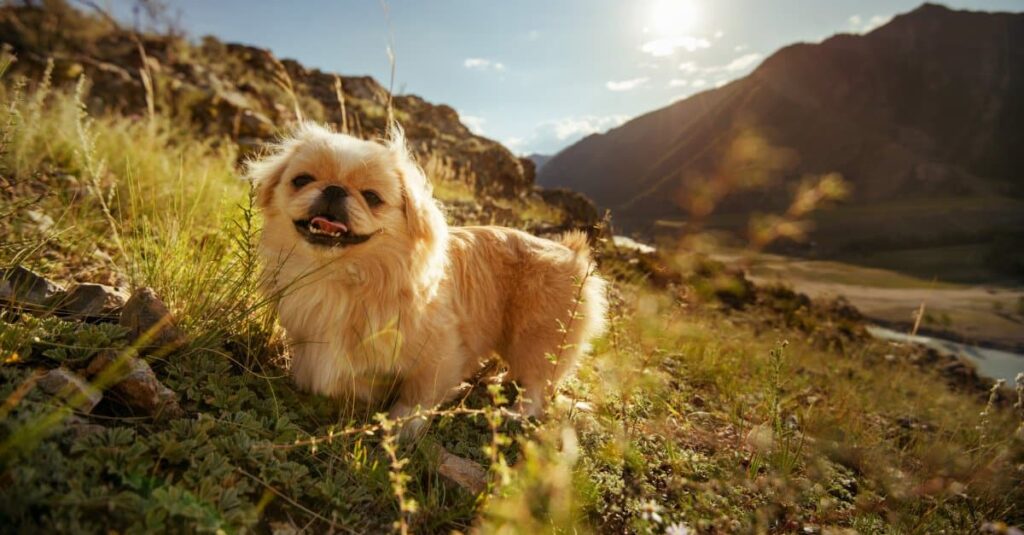 Cane più calmo - pechinese nella valle