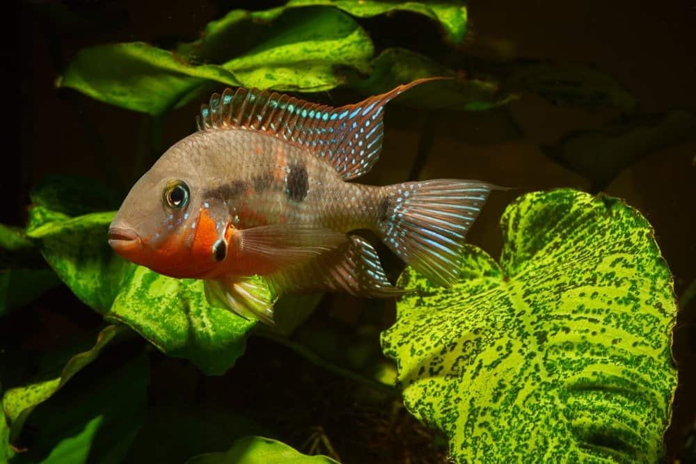 Ciclide maschio di Firemouth