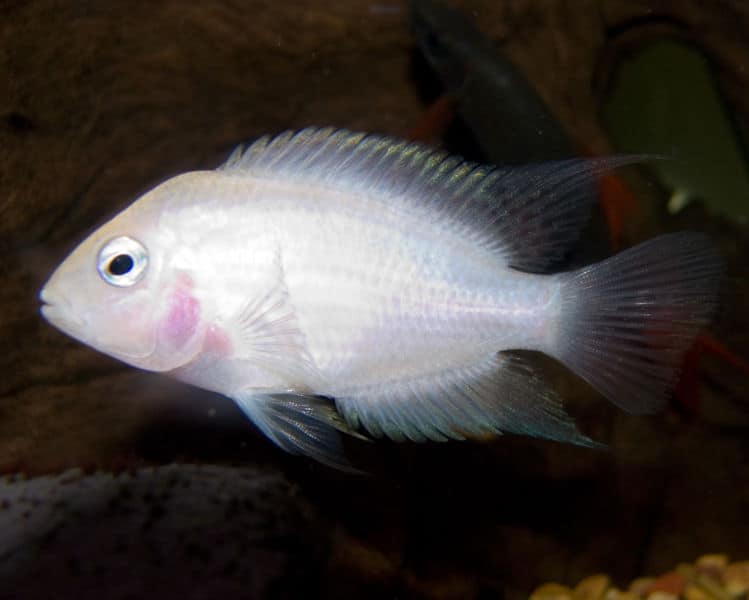 Maschio Pink Convict Cichlid contro uno sfondo nero