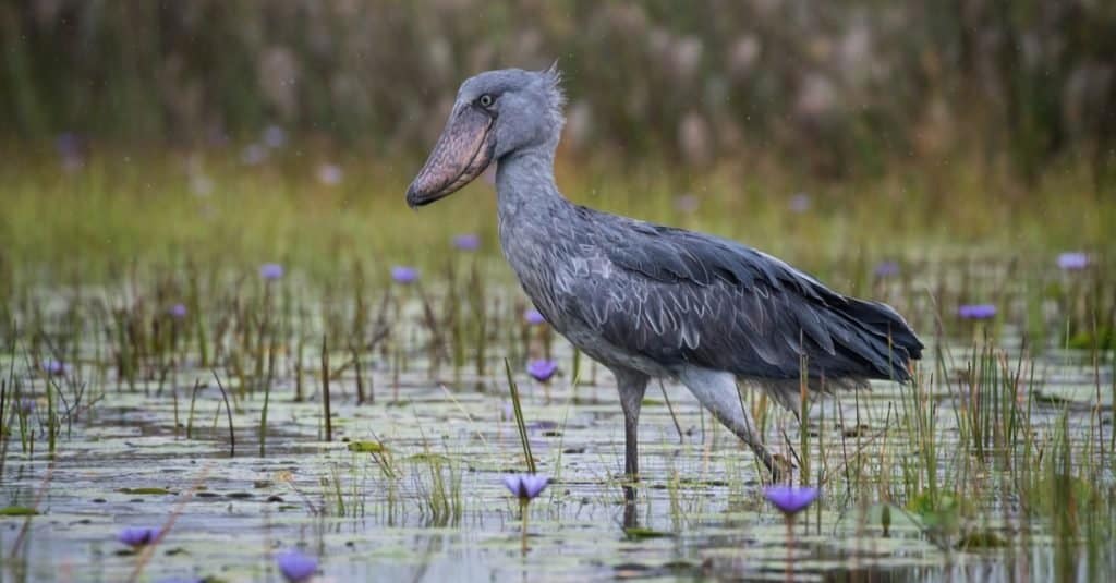 La cicogna dal becco a scarpa, Balaeniceps rex, nota anche come testa di balena o cicogna dal becco a scarpa, è un uccello molto grande simile a una cicogna.