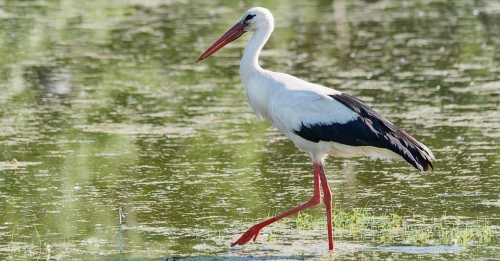 Una caccia alla cicogna lungo il fiume.