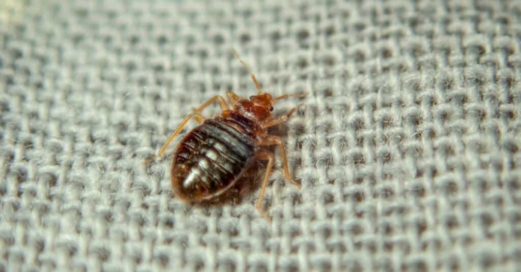 cimice sul materasso