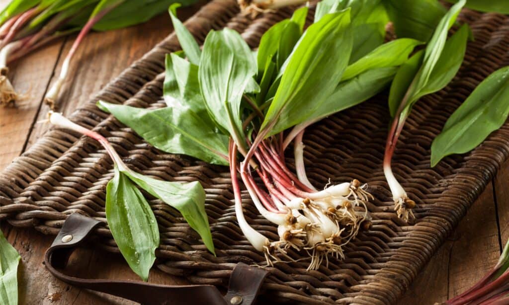 Cipolla selvatica vs aglio selvatico