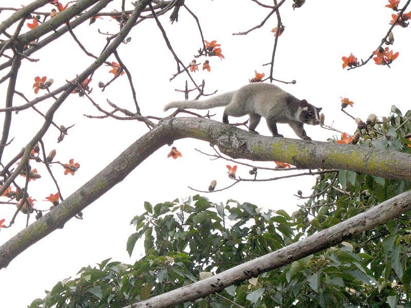Civet delle palme mascherato in un albero