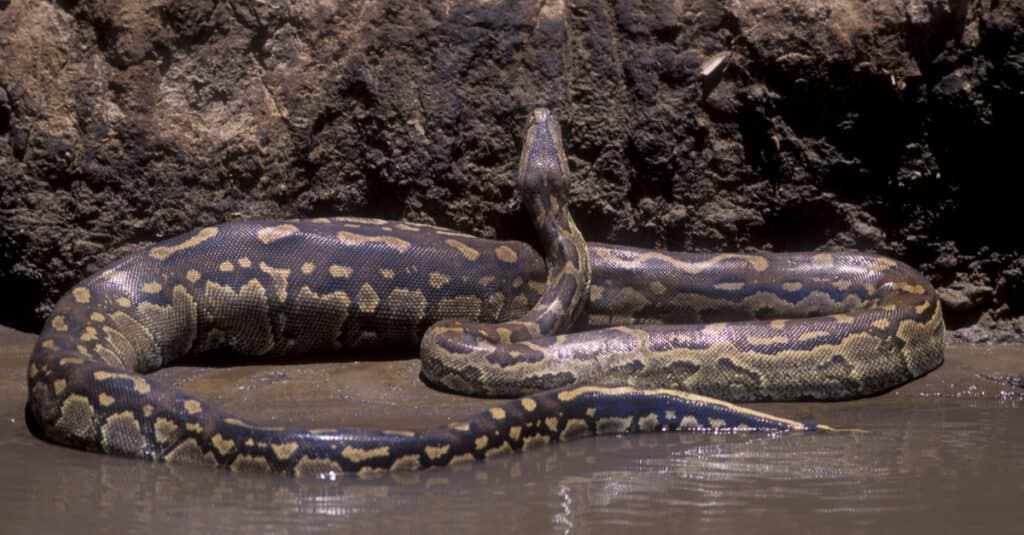 4 serpenti che possono mangiare un essere umano