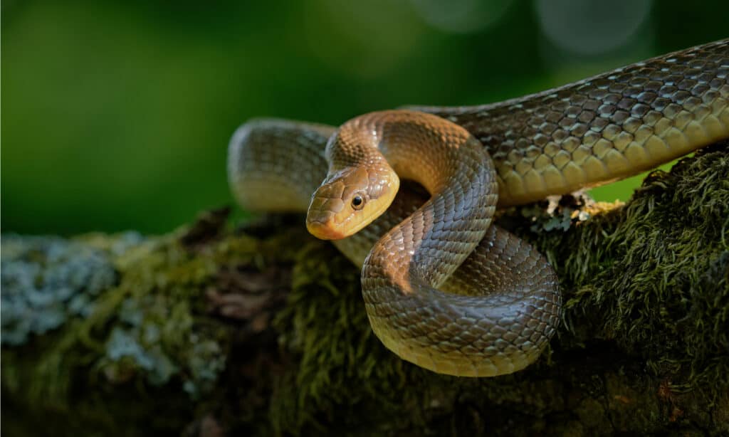 serpente di Esculapio