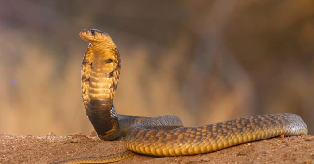 Cobra dal muso, Naja annulifera, Sud Africa, con cappuccio rialzato in posizione difensiva.  Il serpente ha uno stomaco giallo, dorso marrone o blu e fasce intorno al collo o al corpo.
