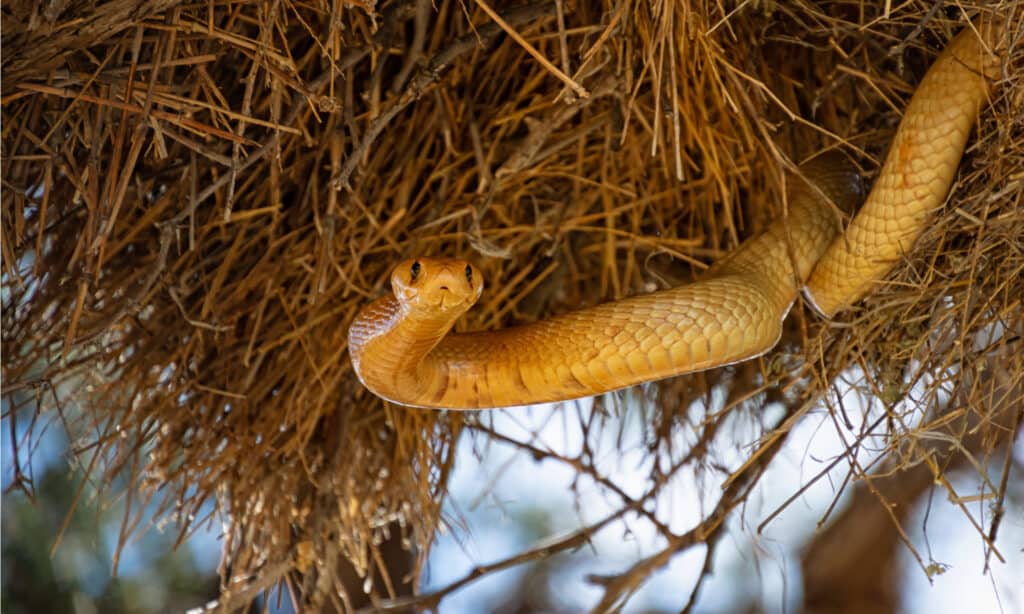 Un cobra del capo a caccia di uccelli in un nido di socievoli tessitori nel Kalahari, in Sud Africa.