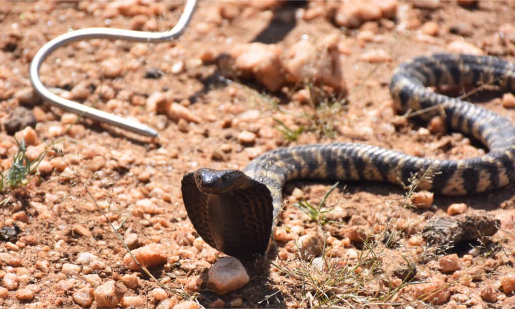 Un cobra sputatore zebra con il cappuccio aperto