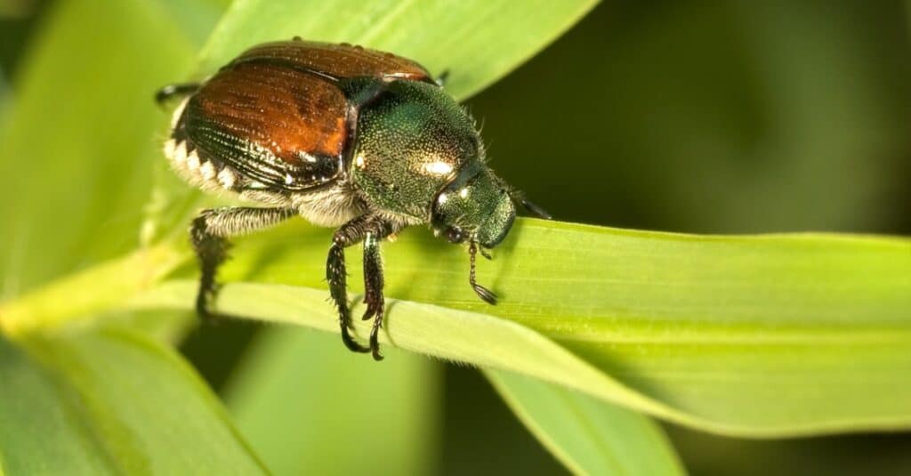 Scarabeo giapponese che cammina su una foglia