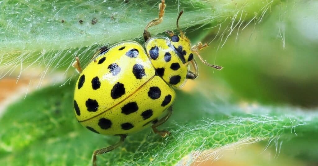 Bella coccinella gialla su una foglia.