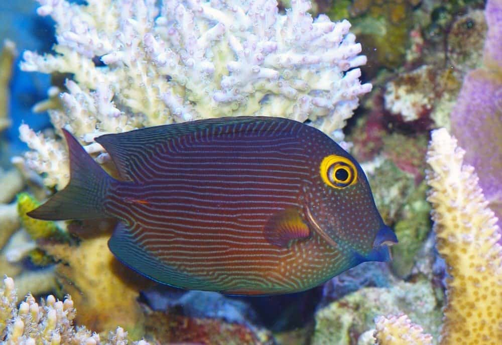 Kole Tang, Pesce chirurgo maculato