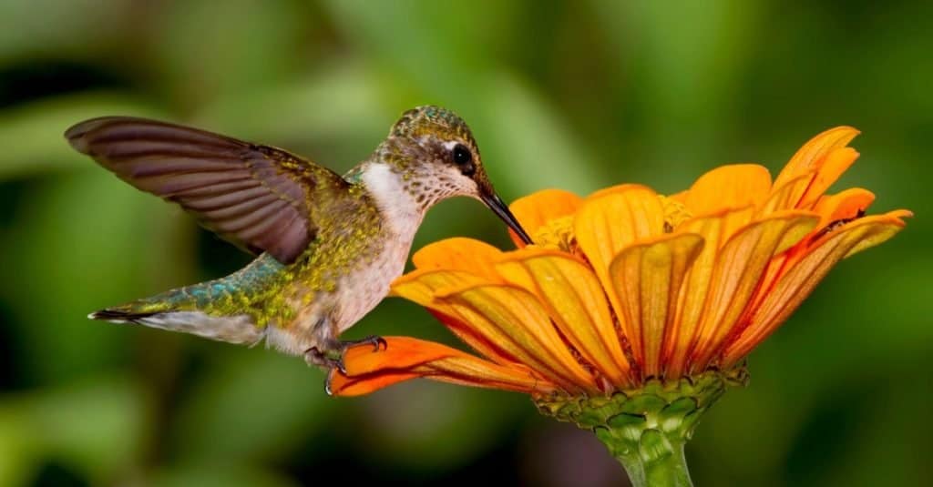 Colibrì Ruby-Throated che sorseggia nettare da un fiore arancione.