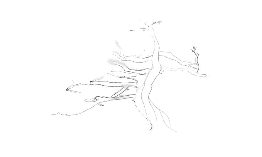 contorno del tronco d'albero