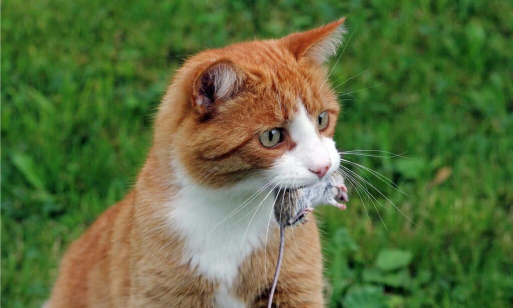 Gatto con topo morto