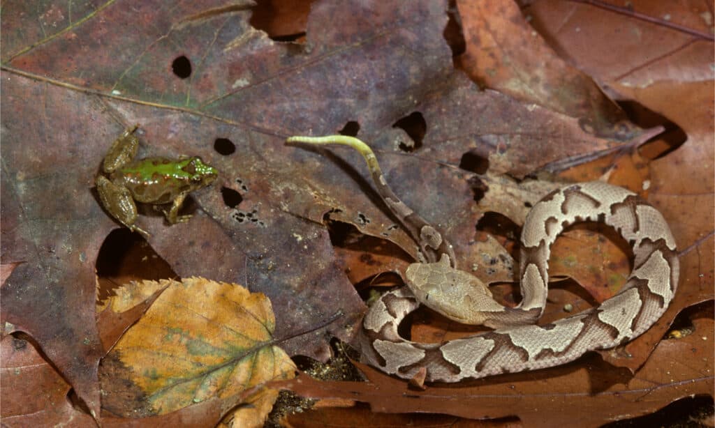Come identificare un Copperhead: la guida in 5 passaggi (con immagini)