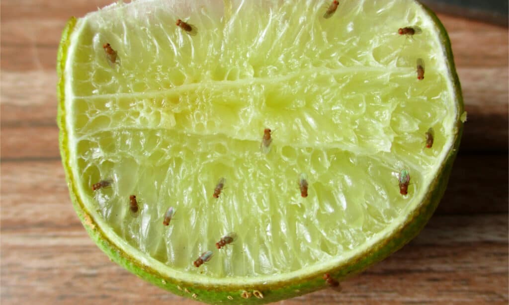 Moscerini della frutta comuni su mezzo lime