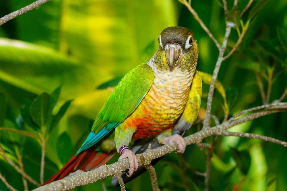 Un pappagallo dalle guance verdi etichettato appollaiato su un ramo di un piccolo albero con fogliame tropicale sullo sfondo.