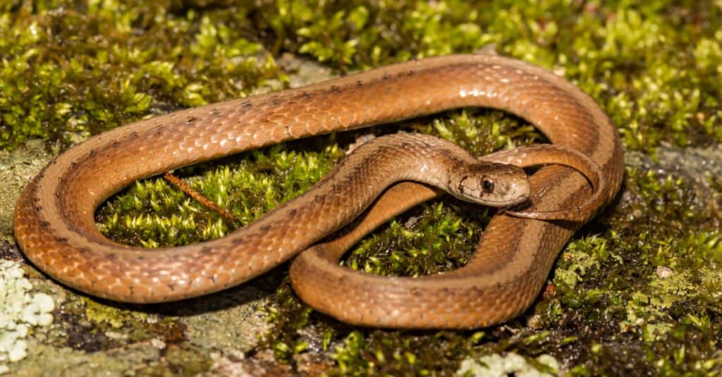 Serpenti nel Maine - Serpente marrone di DeKay (serpente marrone settentrionale)