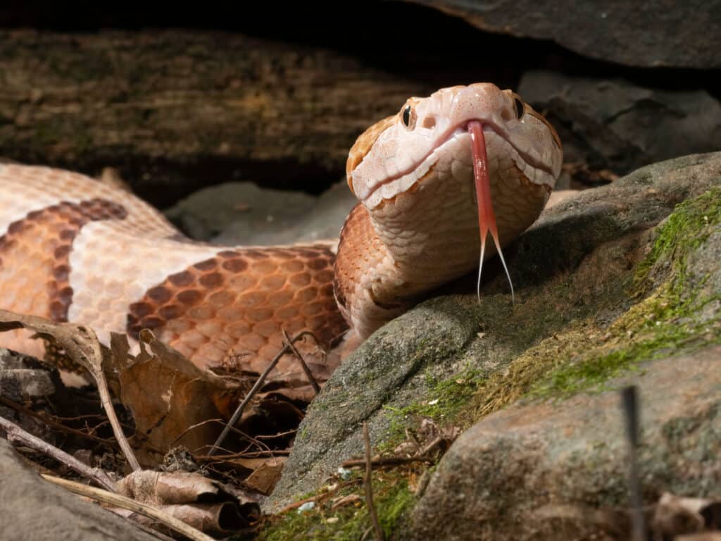 Southern Copperhead, Agkistrodon contortrix, originario della Carolina del Sud, situazione controllata